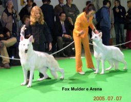 Fox a Arena von Basel
