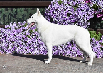 Iness Donnevara Klubov� �ampion