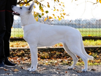 Kaisa Donnevara svod