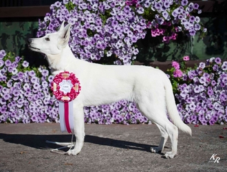 Kaisa po v�stav�