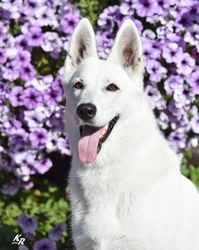 Iness Donnevara portret