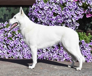 Iness Donnevara postoj